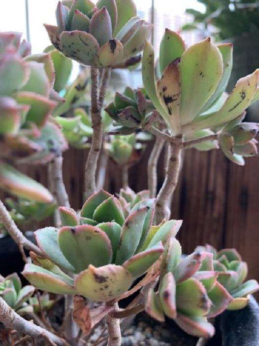 法师多肉叶片上怎么有很多黑点