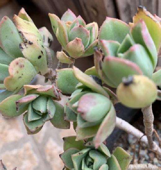 法师多肉叶片上怎么有很多黑点