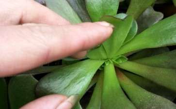 法师多肉在春天会不会爆侧芽 图片