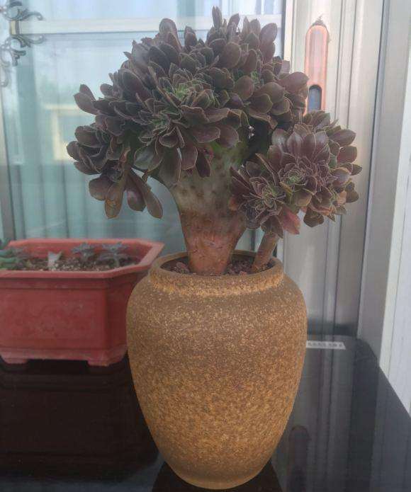 法师多肉在不停消耗叶片