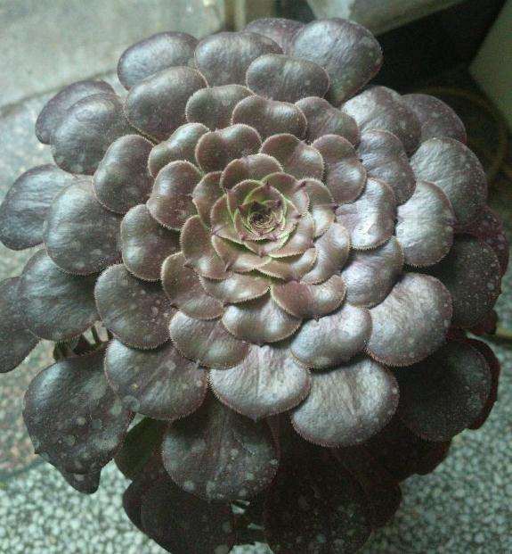 为什么法师多肉摊的像大饼