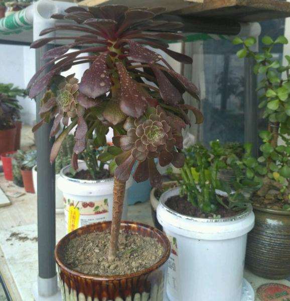 为什么法师多肉摊的像大饼