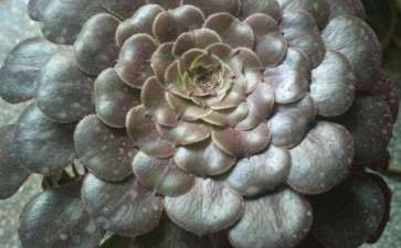 为什么法师多肉摊的像大饼 图片