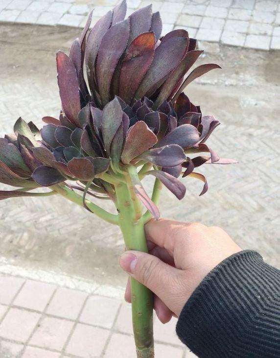 黑法师多肉的根断了