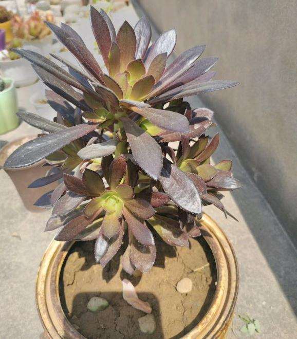 黑法师多肉的根断了