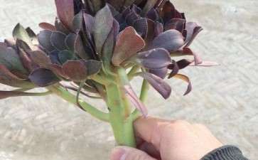 黑法师多肉的根断了 怎么补救 图片