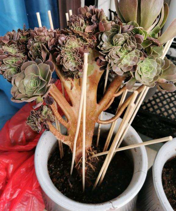 夏天怎么帮法师多肉发根的方法