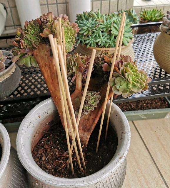 夏天怎么帮法师多肉发根的方法