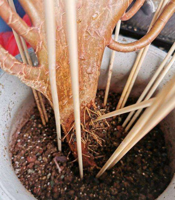 夏天怎么帮法师多肉发根的方法