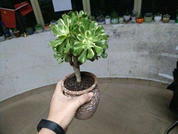 有深圳喜欢法师多肉的吗