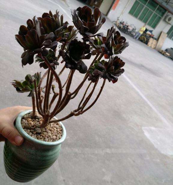 有深圳喜欢法师多肉的吗