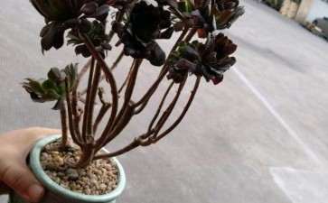 有深圳喜欢法师多肉的吗 图片