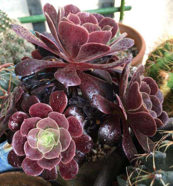 法师多肉在怎么处理呀