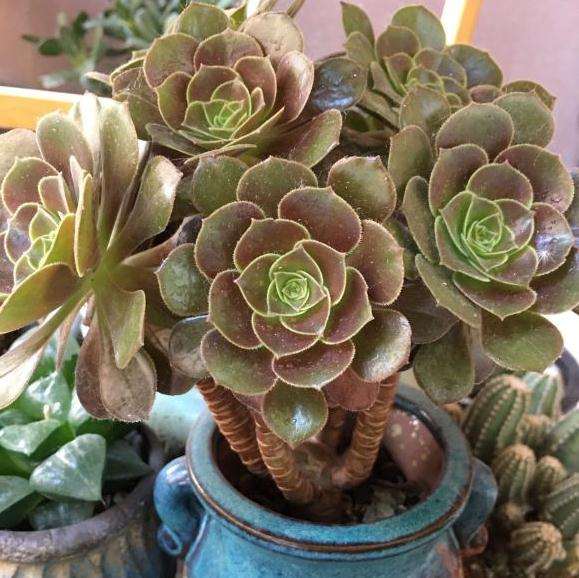 法师多肉在怎么处理呀