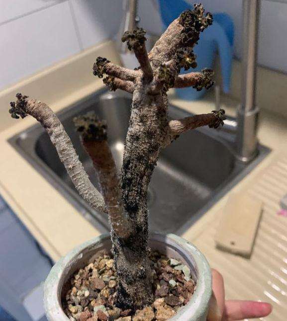 法师多肉发霉了 怎么办 图片