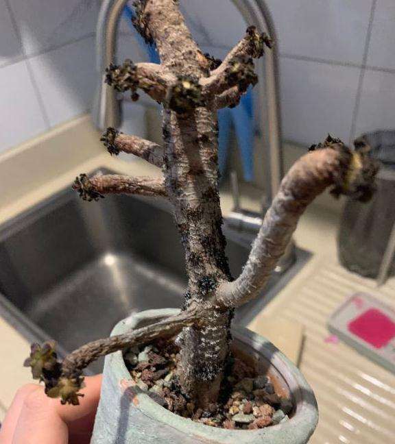 法师多肉发霉了 怎么办 图片