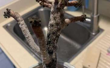 法师多肉发霉了 怎么办 图片