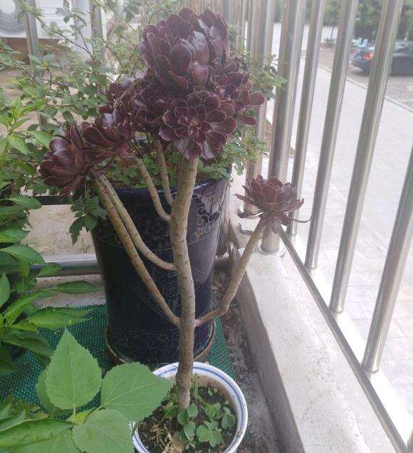 法师多肉几天浇水一次