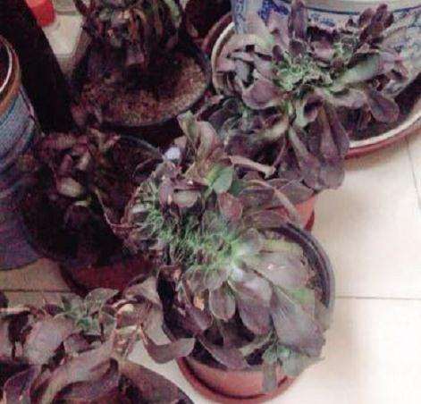 法师多肉缀化是怎么回事