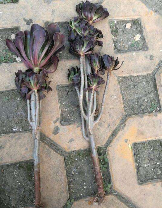 法师多肉断了一个头怎么办