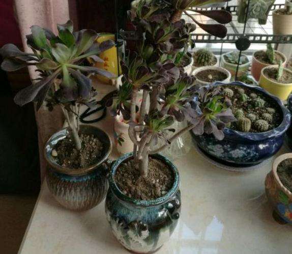 法师多肉断了一个头怎么办