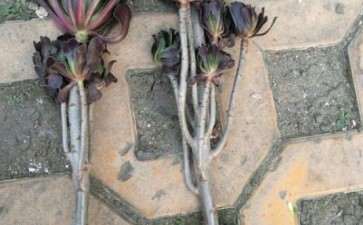 法师多肉断了一个头怎么办 图片