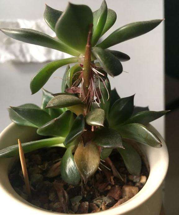 黑法师多肉是不是应该把侧芽砍了