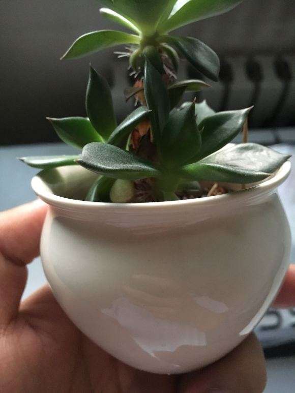 黑法师多肉是不是应该把侧芽砍了