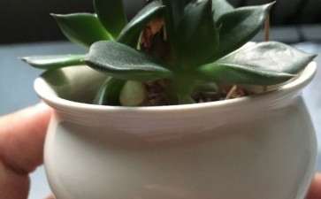 黑法师多肉是不是应该把侧芽砍了