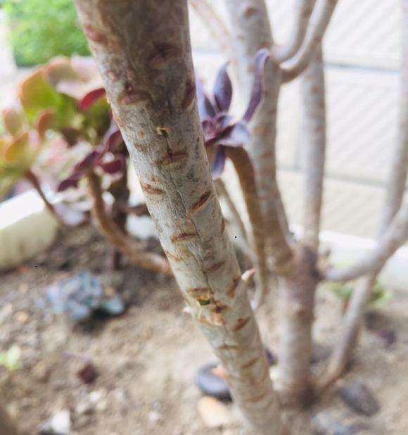 法师多肉杆子有点萎缩了