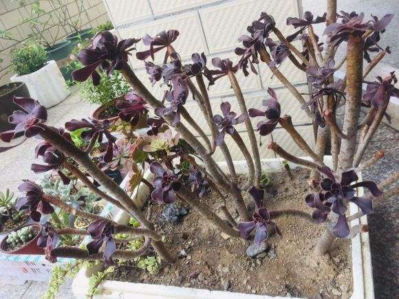 法师多肉杆子有点萎缩了