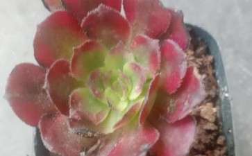 拼多多买的法师多肉 会不会翻车 图片