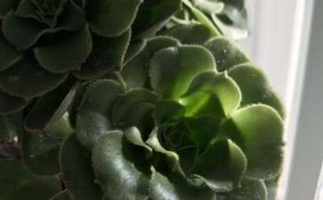 法师多肉叶子卷起来了 怎么办 图片