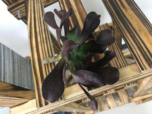 黑法师多肉断头了 插土能活吗