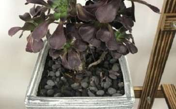 黑法师多肉断头了 插土能活吗 图片