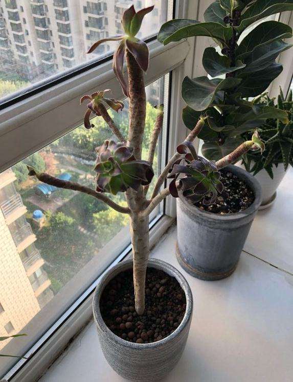 法师多肉叶子掉光了