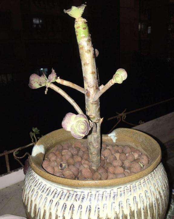 法师多肉叶子掉光了