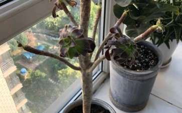 法师多肉叶子掉光了 是死了 怎么办