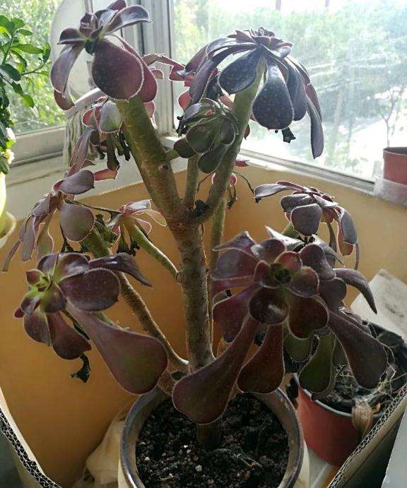 黑法师多肉狂掉叶子 枝干干瘪