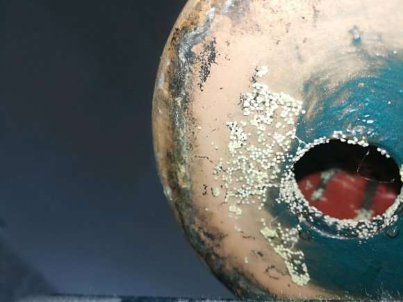 黑法师多肉狂掉叶子 枝干干瘪