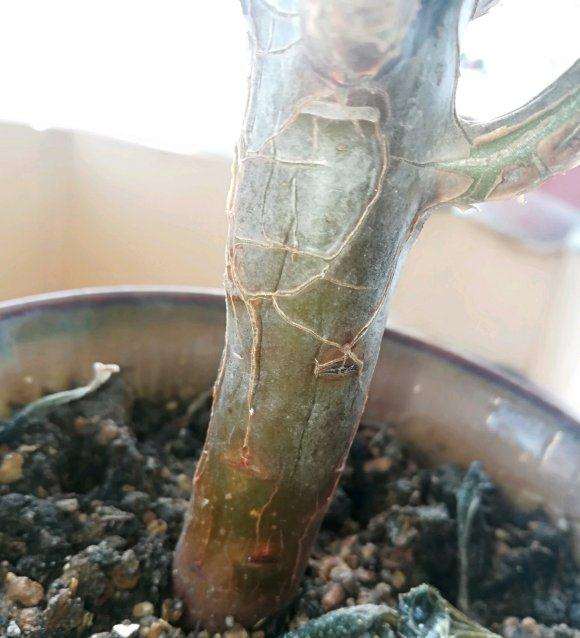 黑法师多肉狂掉叶子 枝干干瘪