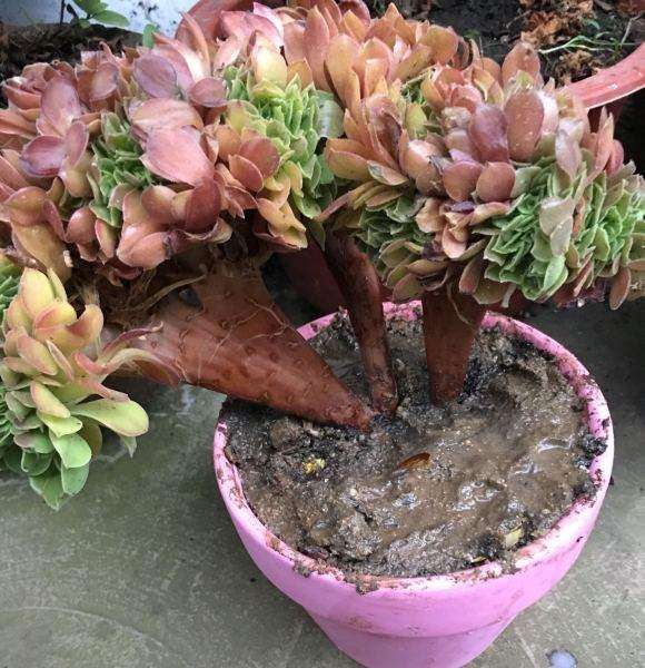 法师多肉土不透气