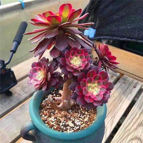 法师多肉土不透气