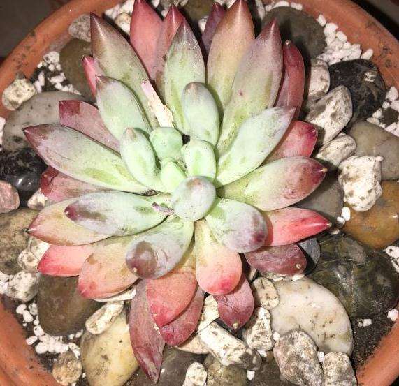 法师多肉压很多大石头