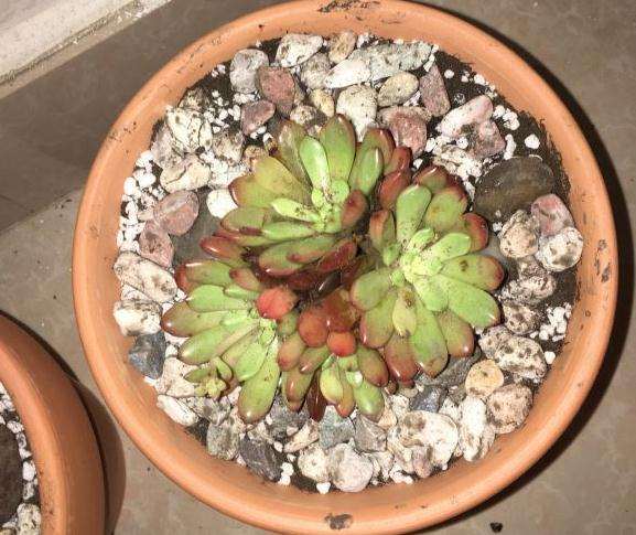 法师多肉压很多大石头