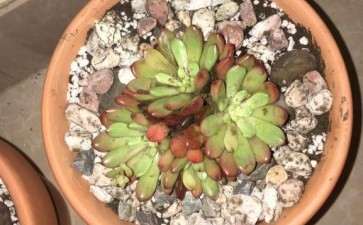 法师多肉压很多大石头 不利于水分蒸发