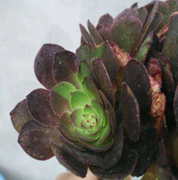 低价买的万圣节法师多肉