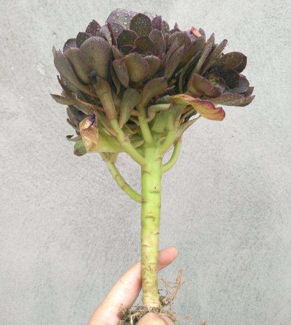 低价买的万圣节法师多肉