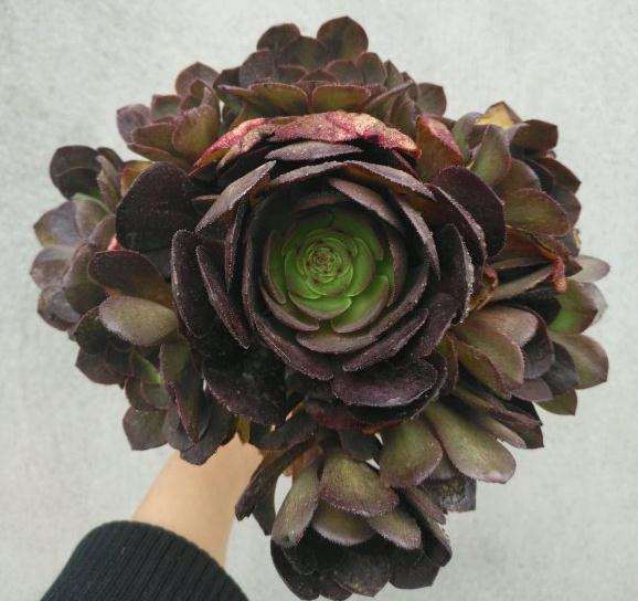 低价买的万圣节法师多肉