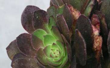 低价买的万圣节法师多肉 竟然有阴阳锦